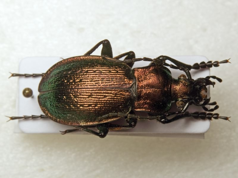 Carabus obsoletus obsoletus Sturm, 1815